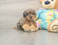 8 week old Yorkie Poo Puppy For Sale - Puppy Love PR