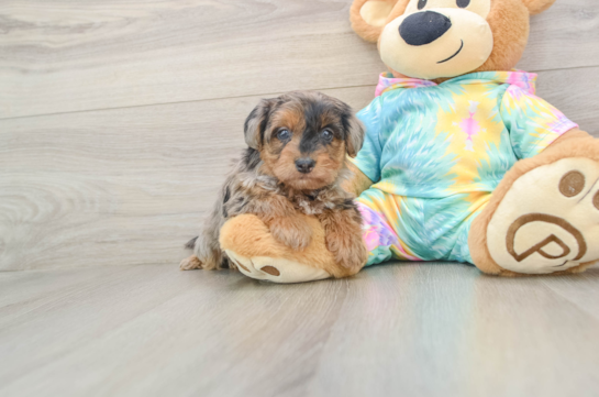 Yorkie Poo Puppy for Adoption