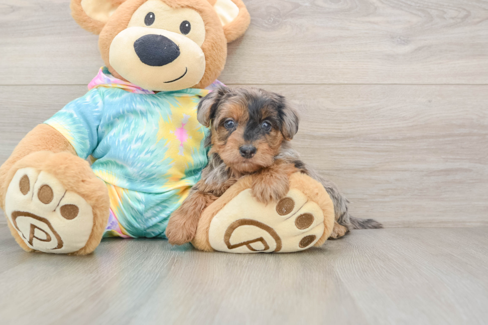 Best Yorkie Poo Baby