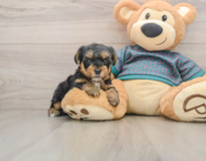 8 week old Yorkie Poo Puppy For Sale - Puppy Love PR