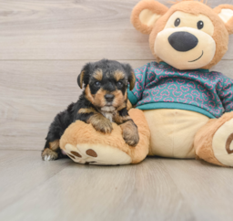 9 week old Yorkie Poo Puppy For Sale - Puppy Love PR