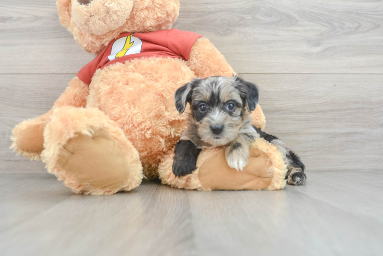Meet Laika - our Yorkie Poo Puppy Photo 1/3 - Puppy Love PR Hypoallergenic Yorkie Doodle Poodle Mix Puppy