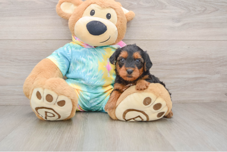 Yorkie Poo Pup Being Cute