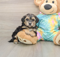 6 week old Yorkie Poo Puppy For Sale - Puppy Love PR