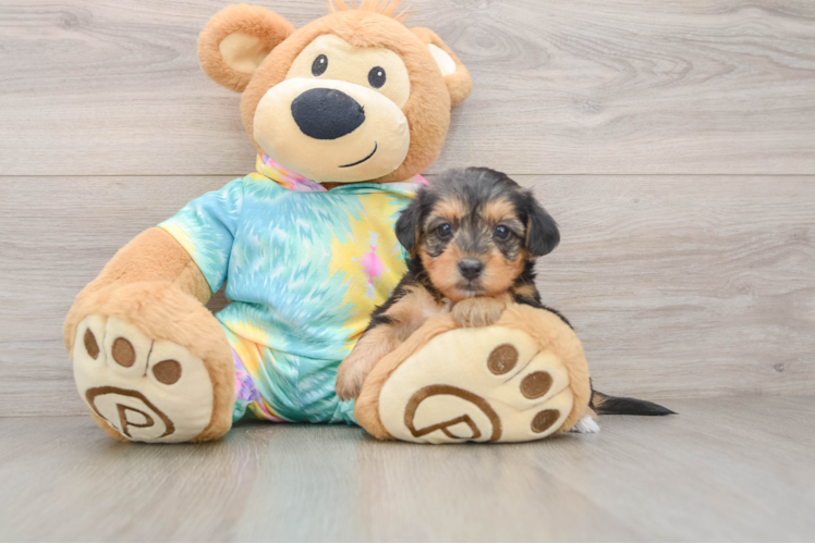 Best Yorkie Poo Baby