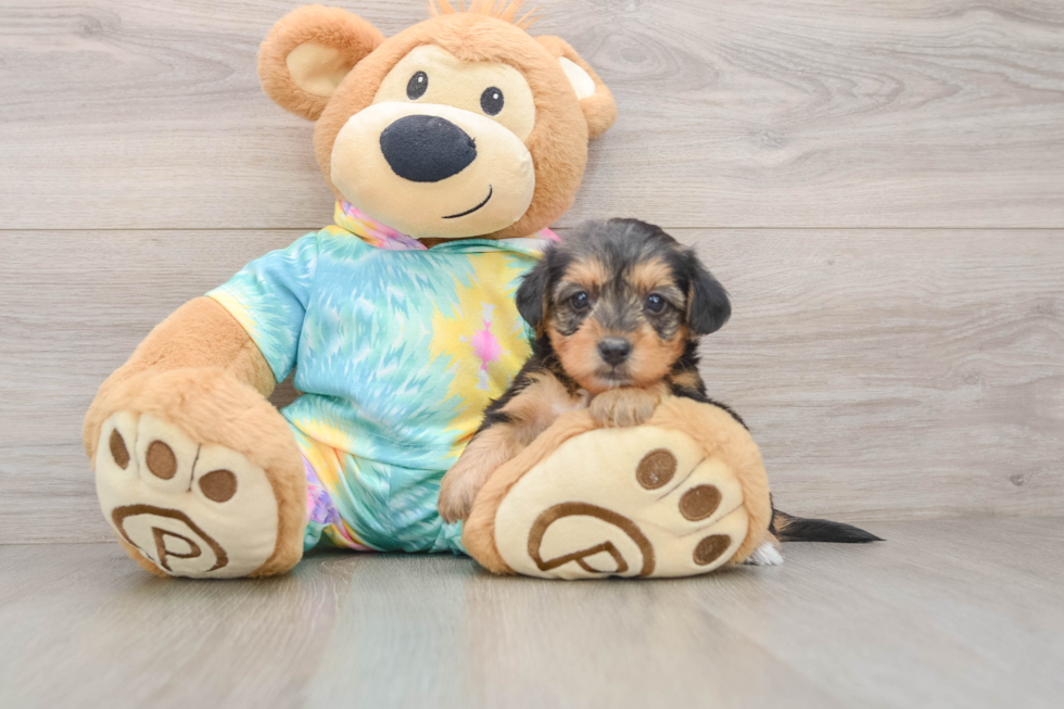 Best Yorkie Poo Baby