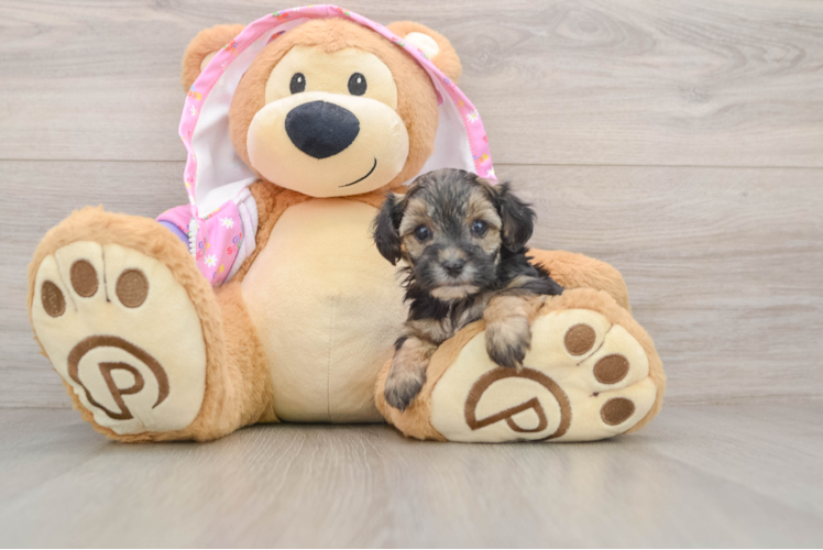 Smart Yorkie Poo Poodle Mix Pup