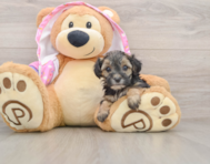 8 week old Yorkie Poo Puppy For Sale - Puppy Love PR