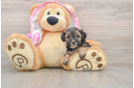 Smart Yorkie Poo Poodle Mix Pup