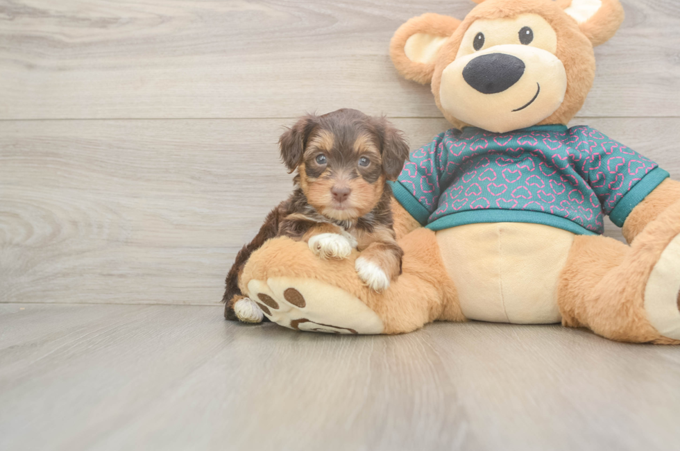 6 week old Yorkie Poo Puppy For Sale - Puppy Love PR