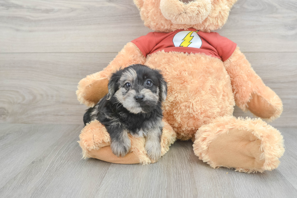 Popular Yorkie Poo Poodle Mix Pup