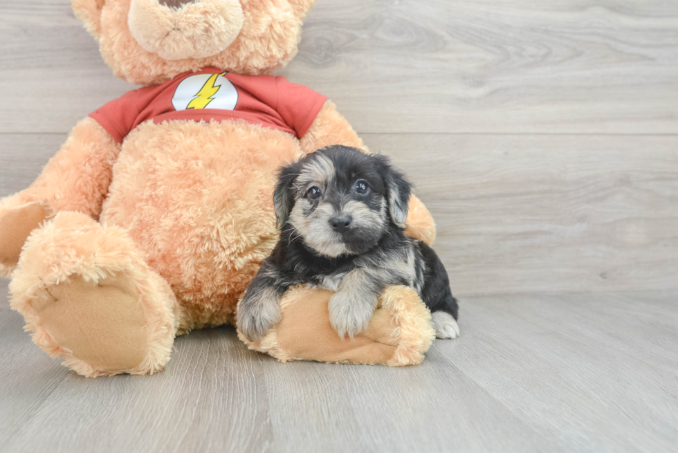 Energetic Yorkie Doodle Poodle Mix Puppy