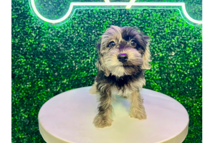 Meet Zibby - our Yorkie Poo Puppy Photo 1/4 - Puppy Love PR Yorkie Poo Puppy for Adoption