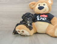 7 week old Yorkie Poo Puppy For Sale - Puppy Love PR