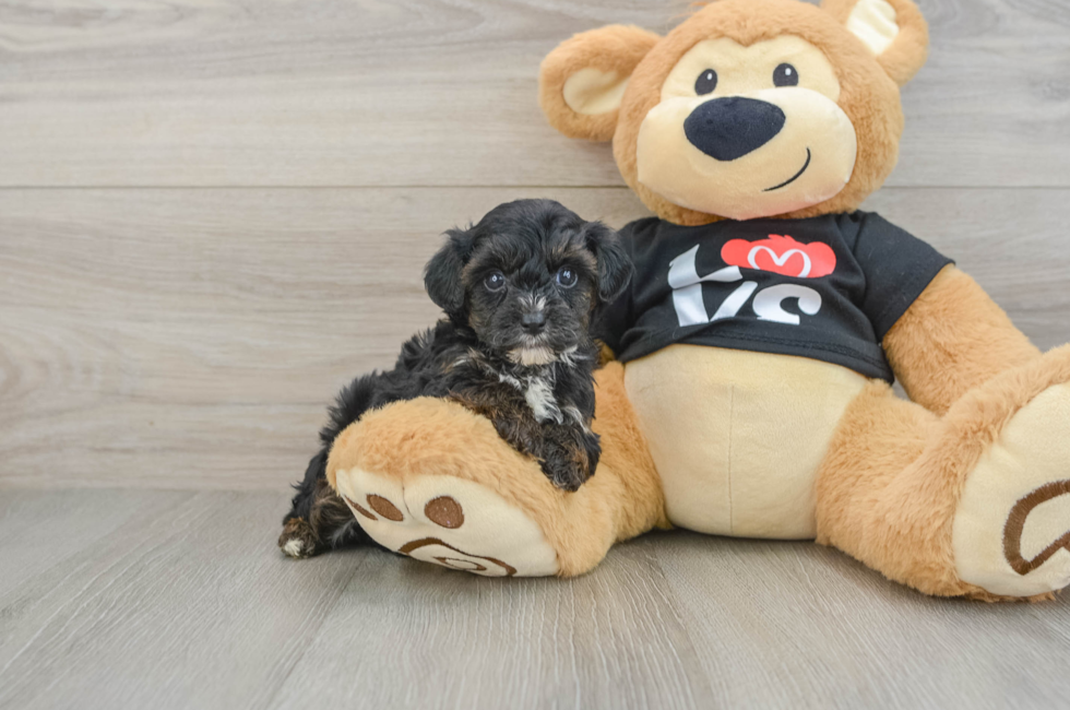 5 week old Yorkie Poo Puppy For Sale - Puppy Love PR