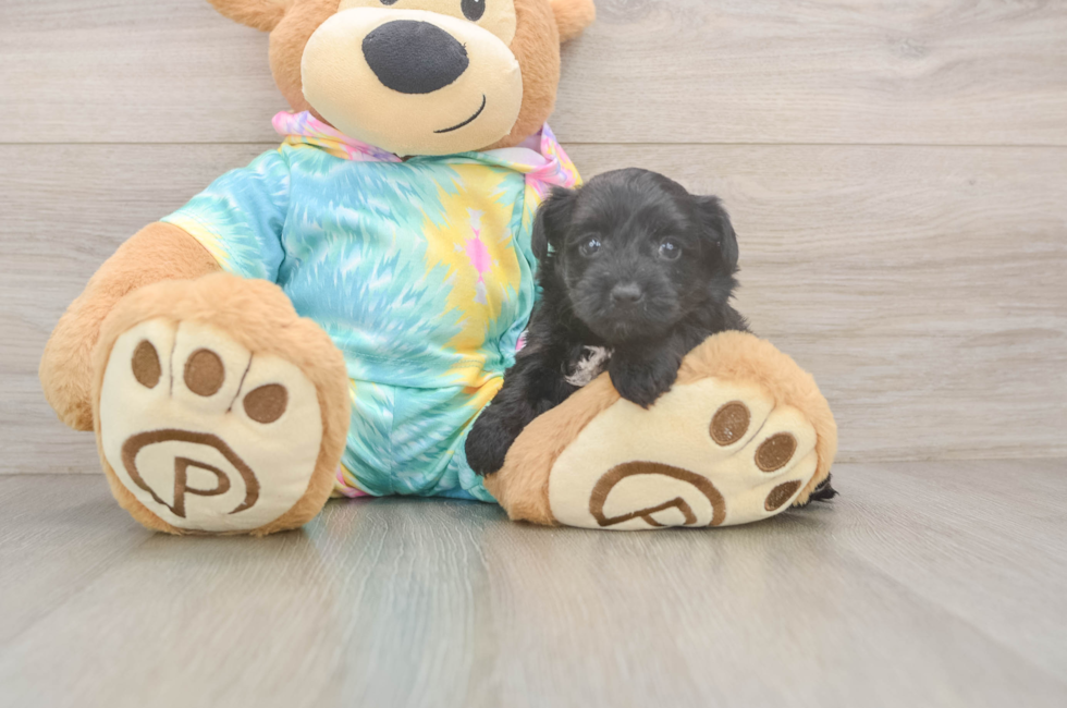 5 week old Yorkie Poo Puppy For Sale - Puppy Love PR