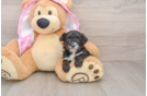 Yorkie Poo Pup Being Cute