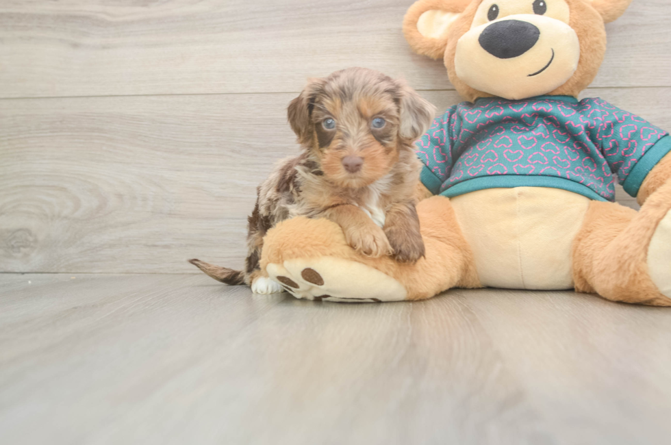6 week old Yorkie Poo Puppy For Sale - Puppy Love PR