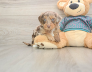 8 week old Yorkie Poo Puppy For Sale - Puppy Love PR 8 week old Yorkie Poo Puppy For Sale - Puppy Love PR