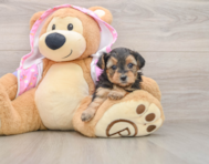 7 week old Yorkie Poo Puppy For Sale - Puppy Love PR
