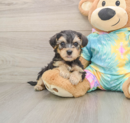 6 week old Yorkie Poo Puppy For Sale - Puppy Love PR