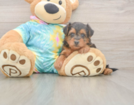 9 week old Yorkie Poo Puppy For Sale - Puppy Love PR
