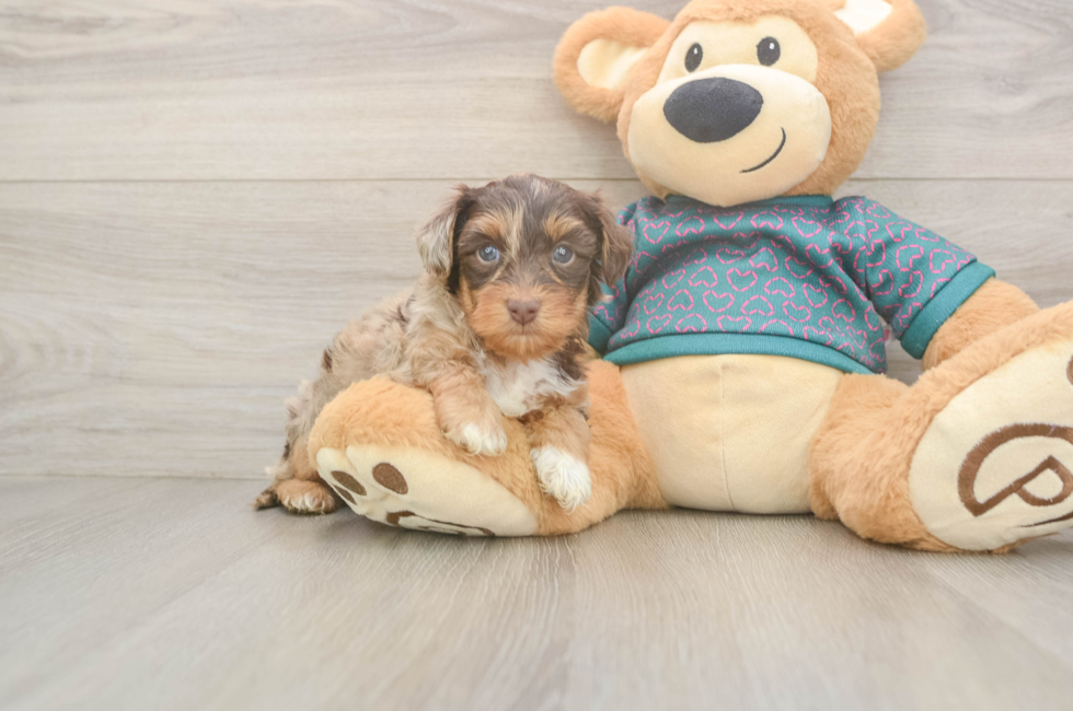 6 week old Yorkie Poo Puppy For Sale - Puppy Love PR