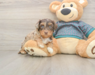 8 week old Yorkie Poo Puppy For Sale - Puppy Love PR 8 week old Yorkie Poo Puppy For Sale - Puppy Love PR