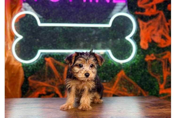 Yorkie Poo Puppy for Adoption