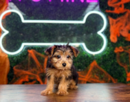 9 week old Yorkie Poo Puppy For Sale - Puppy Love PR