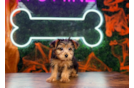 Yorkie Poo Puppy for Adoption