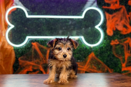Yorkie Poo Puppy for Adoption