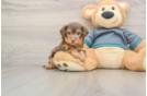 Happy Yorkie Poo Baby