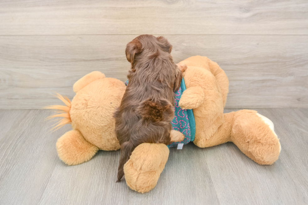 Small Yorkie Poo Baby