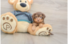 Best Yorkie Poo Baby