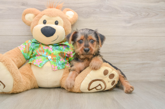 ARNOLD, compañero(a) de camada de Yorkshire Terrier