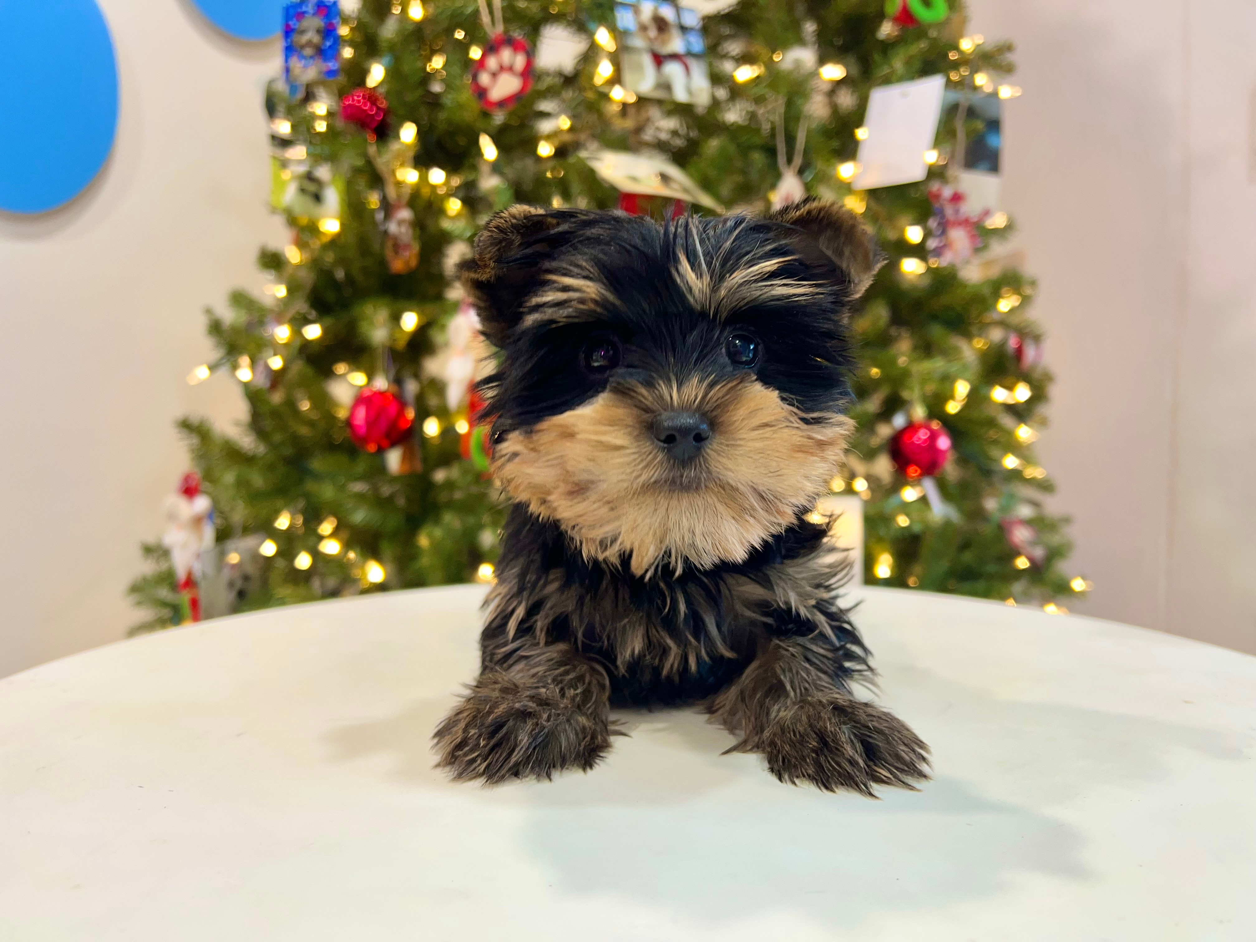 Best Yorkshire Terrier Baby