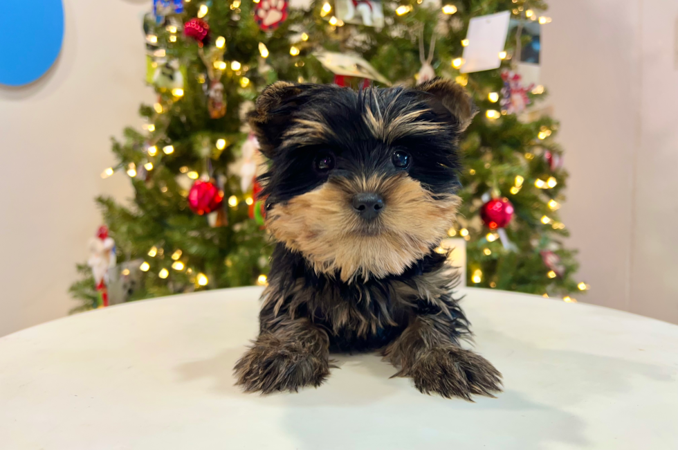 10 week old Yorkshire Terrier Puppy For Sale - Puppy Love PR