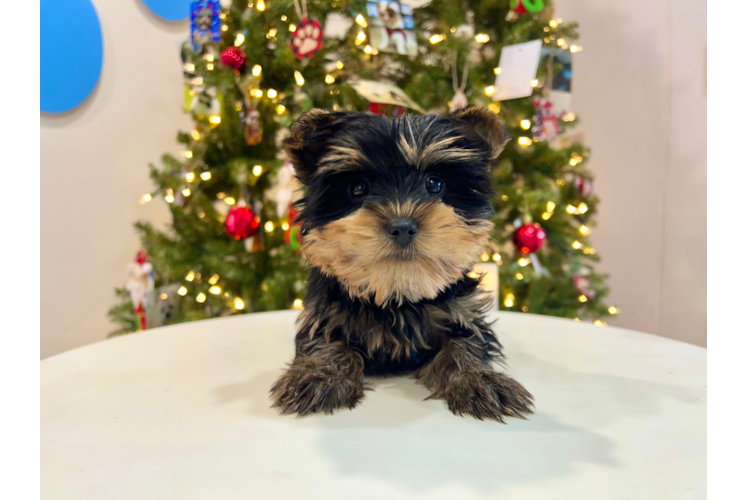 Meet Beckham - our Yorkshire Terrier Puppy Photo 1/4 - Puppy Love PR Best Yorkshire Terrier Baby
