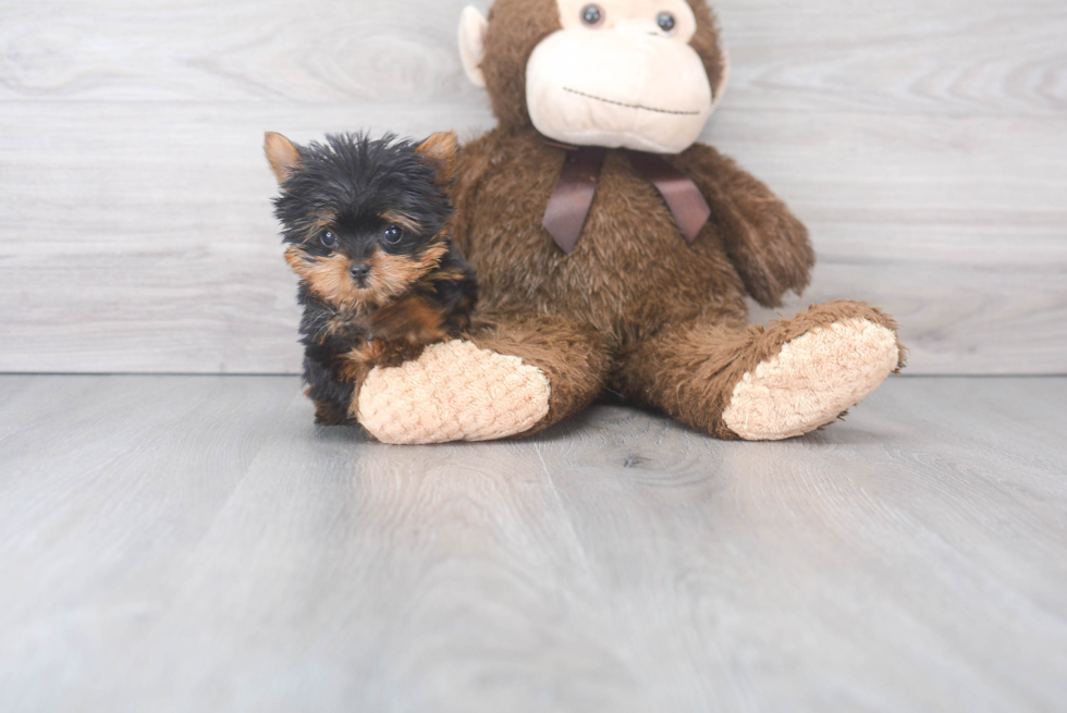 Bello Toys in Virginia, Yorkshire Terrier puppies