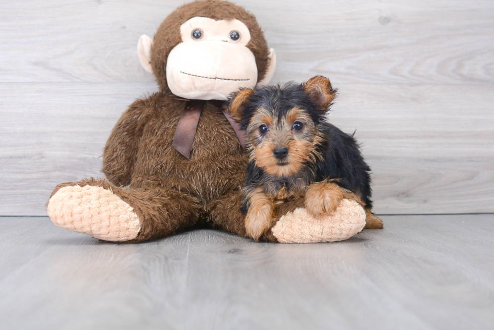 Friendly Yorkshire Terrier Purebred Pup