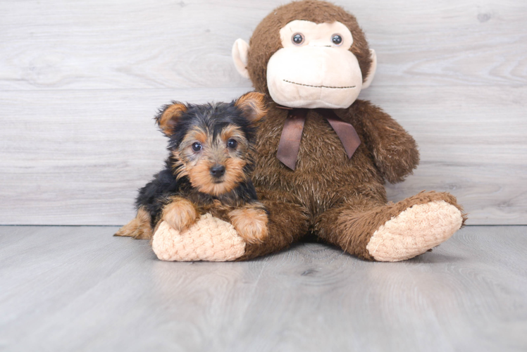 Meet Bella - our Yorkshire Terrier Puppy Photo 1/2 - Puppy Love PR Yorkshire Terrier Puppy for Adoption