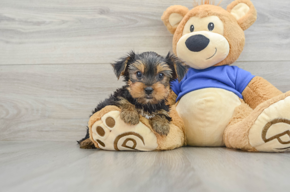 10 week old Yorkshire Terrier Puppy For Sale - Puppy Love PR