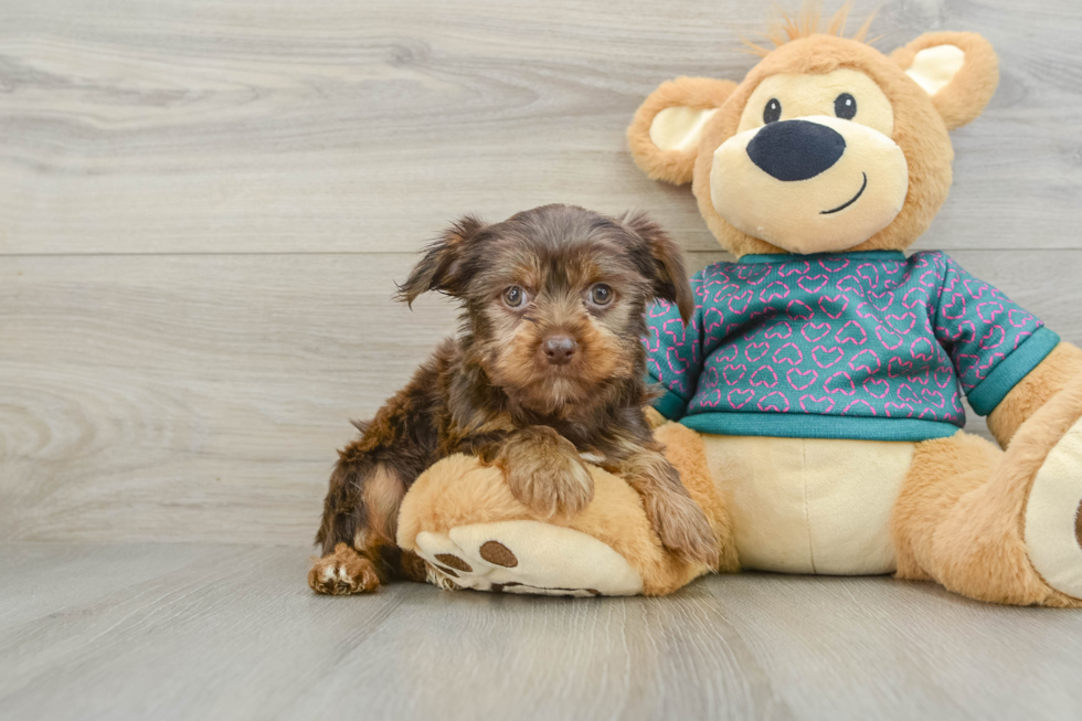 Best Yorkshire Terrier Baby