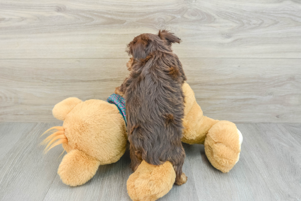 Yorkshire Terrier Puppy for Adoption