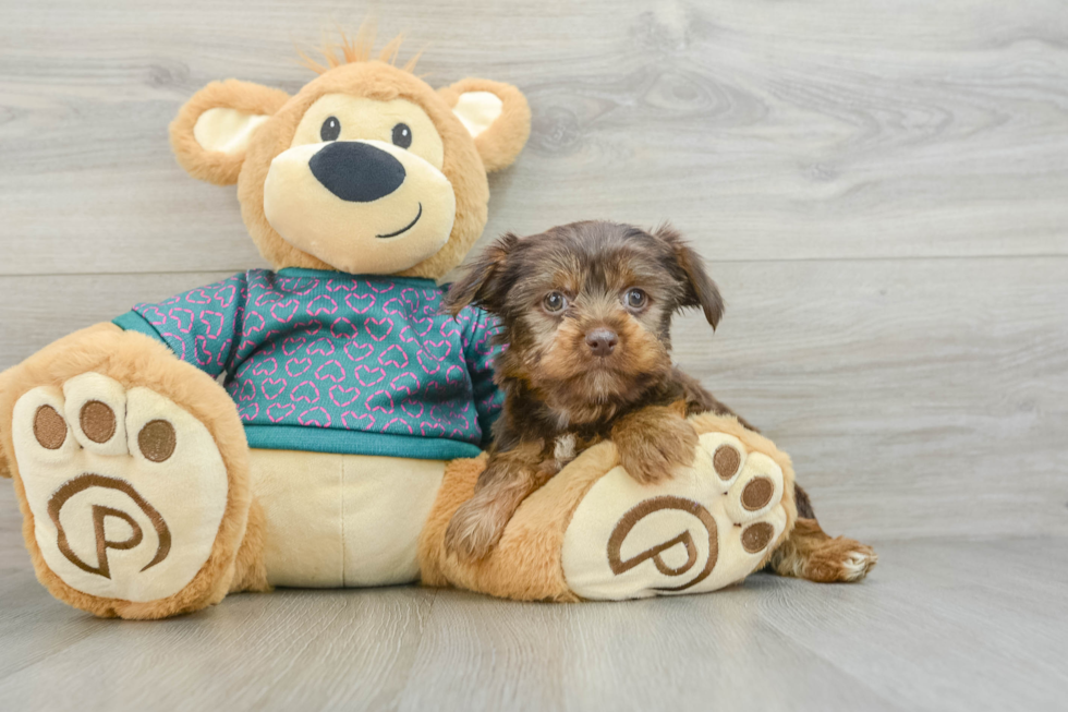 Hypoallergenic Yorkshire Terrier Purebred Pup