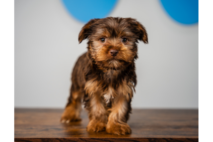 Yorkshire Terrier Pup Being Cute