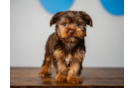 Yorkshire Terrier Pup Being Cute