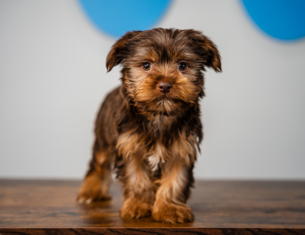 Yorkshire Terrier Pup Being Cute