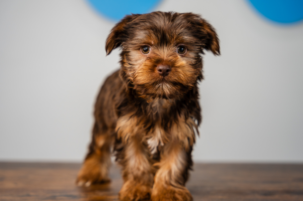 11 week old Yorkshire Terrier Puppy For Sale - Puppy Love PR